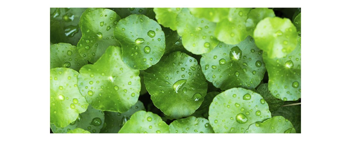 Centella Asiatica Gotu Kola