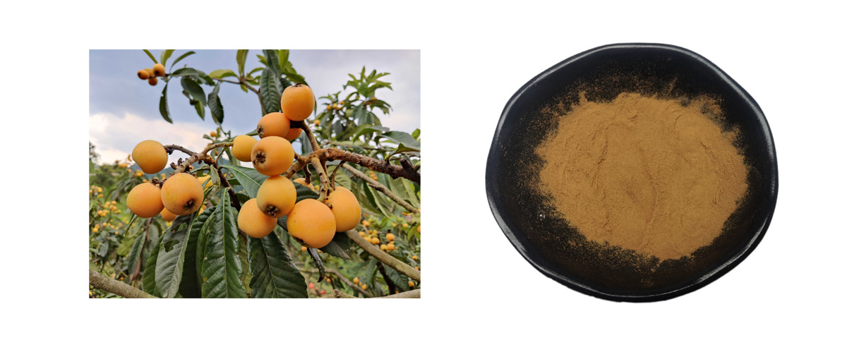 Corosolic Acid powder