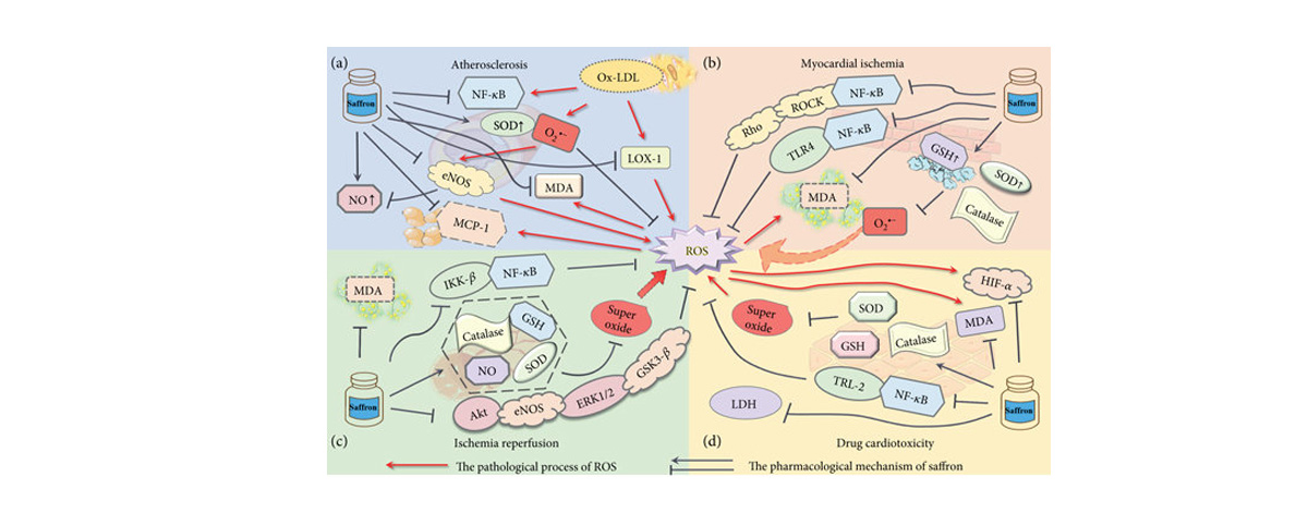 Crocin can improve vascular endothelial function, lower cholesterol levels