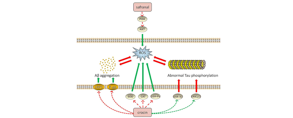 Crocin can protect nerve cells through antioxidant and anti-inflammatory mechanisms, showing potential therapeutic effects for neurodegenerative diseases