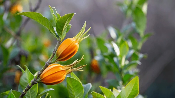 Crocin is a natural ingredient extracted from the fruit of Gardenia jasminoides.jpg