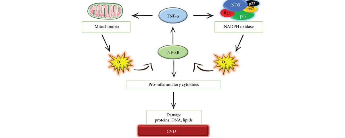 Esculetin may help protect nerve cells from oxidative damage and inflammation