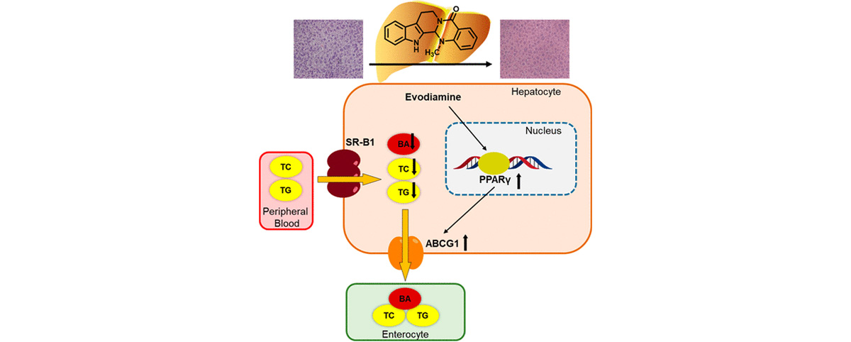 Evodiamine activates brown adipose tissue, promotes energy expenditure and fat breakdown, and supports weight management