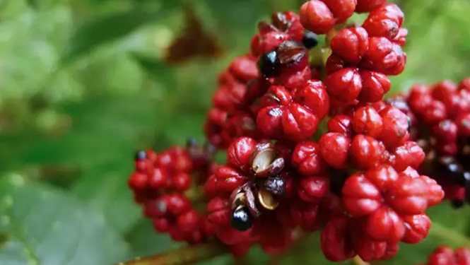 Evodiamine is a natural alkaloid primarily extracted from the dried mature fruits of the Rutaceae plant Evodia rutaecarpa.jpg