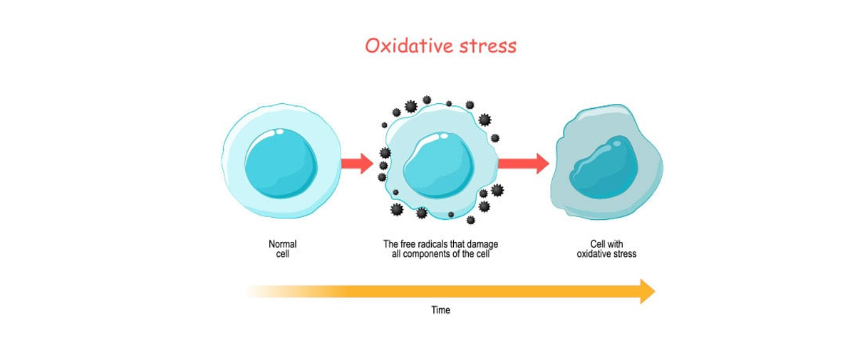 Evodiamine reduces oxidative stress damage