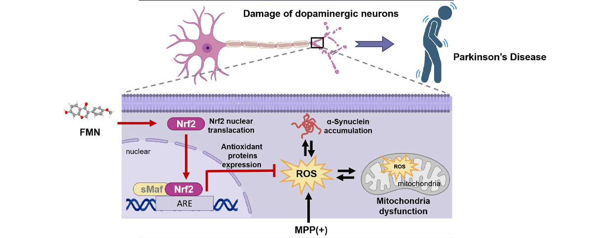 Formononetin can promote the recovery of brain nerve function