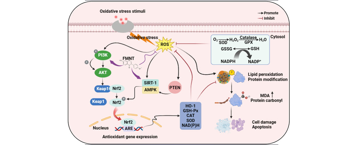 Formononetin can suppress the release of inflammatory mediators, reducing inflammatory responses