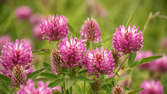 Formononetin is the main active ingredient of leguminous plants such as Trifolium pratense.jpg