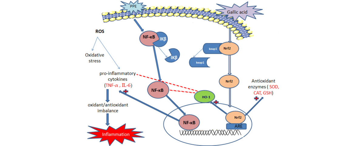 Gallic acid inhibits the release of inflammatory mediators, reducing inflammatory responses