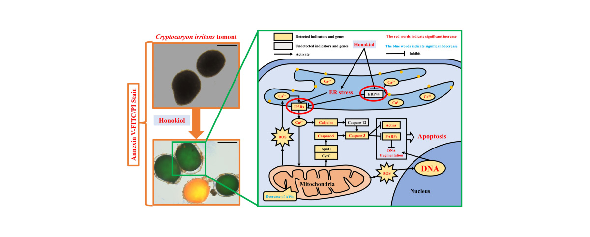 Honokiol  has inhibitory effect on a variety of bacteria and viruses