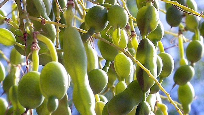 Kaempferol is a plant polyphenol compound and also a flavonoid compound. It is mainly extracted from the fruit of sophorae.jpg