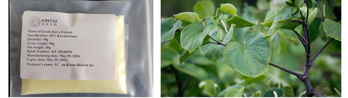 Kava root extract powder kavalactones
