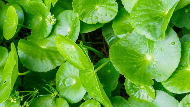 Madecassoside is extracted from centella asiatica and is an active ingredient in centella asiatica.jpg