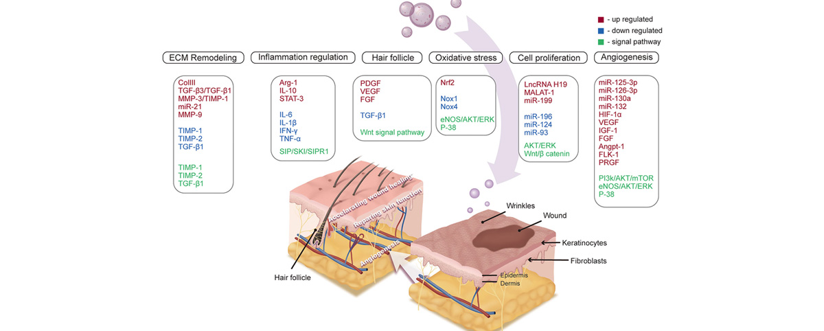 Madecassoside promotes skin cell regeneration