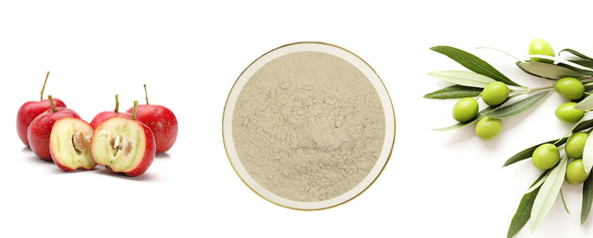 Maslinic Acid powder