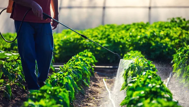 matrine has also demonstrated significant insecticidal activity.jpg