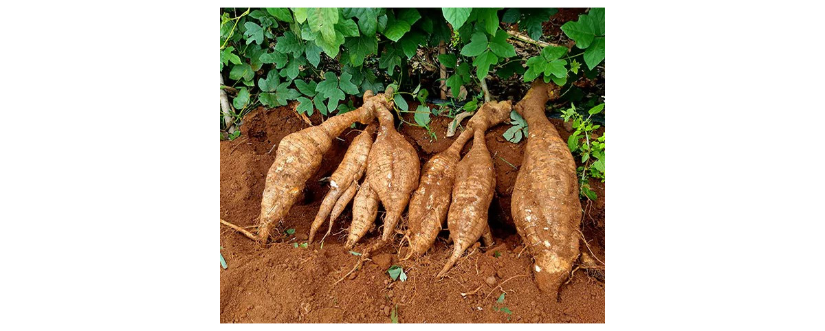 natural pueraria mirifica