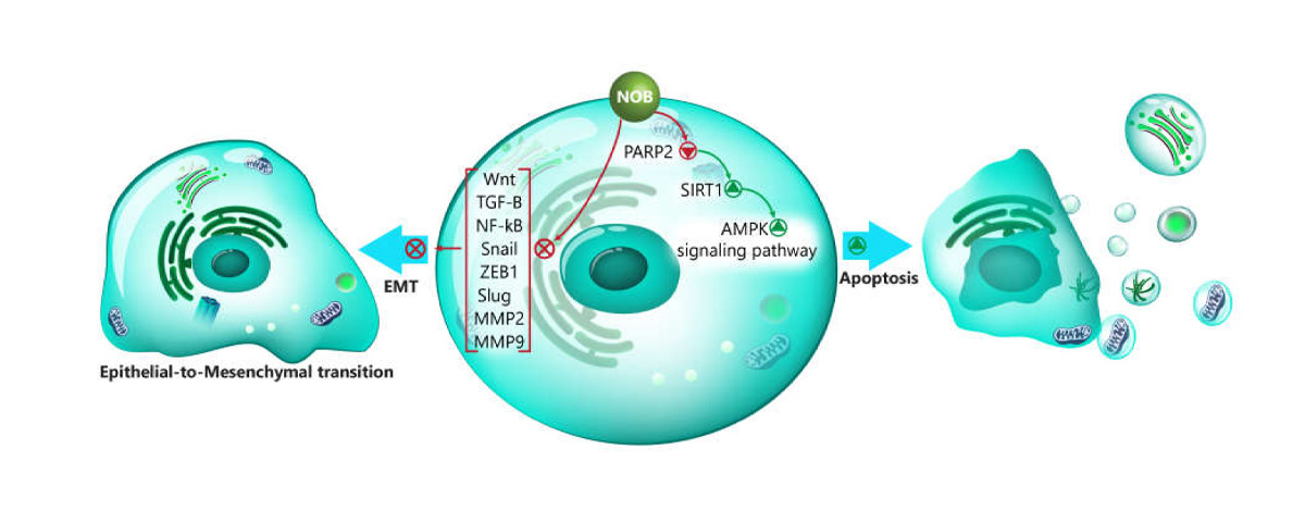 Nobiletin has demonstrated inhibitory effects on various cancer cells
