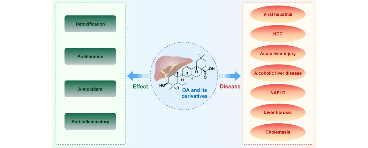 Oleanolic Acid has shown remarkable hepatoprotective properties