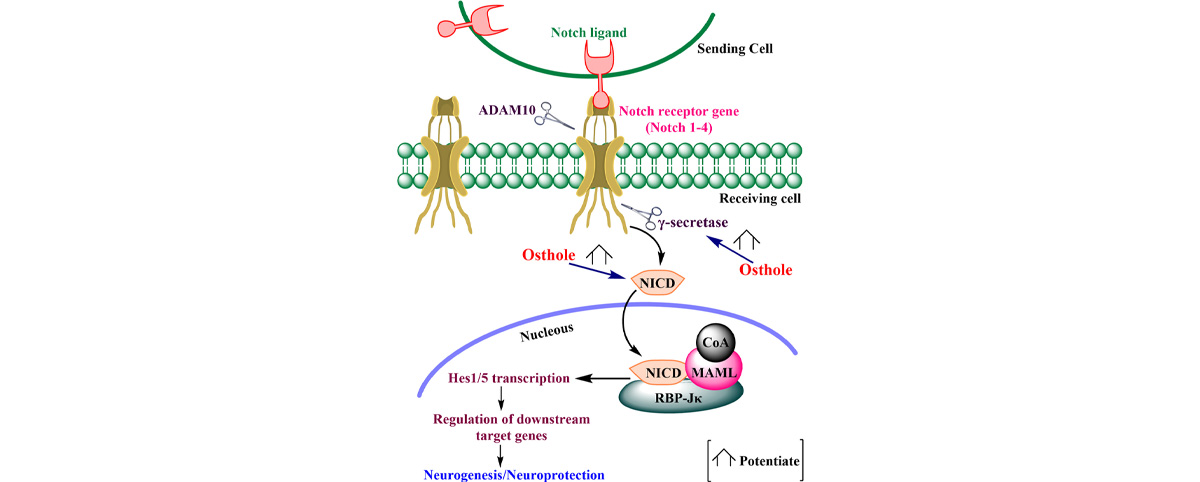 Osthole has a certain effect on central nervous system degenerative diseases