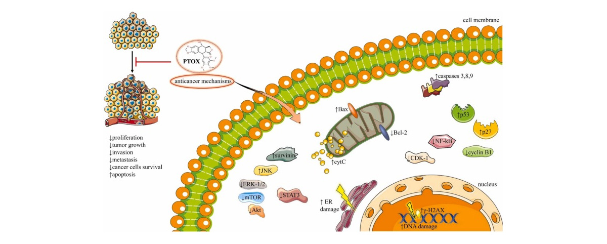 Podophyllotoxin inhibits the polymerization of tubulin, preventing the mitosis of cancer cells