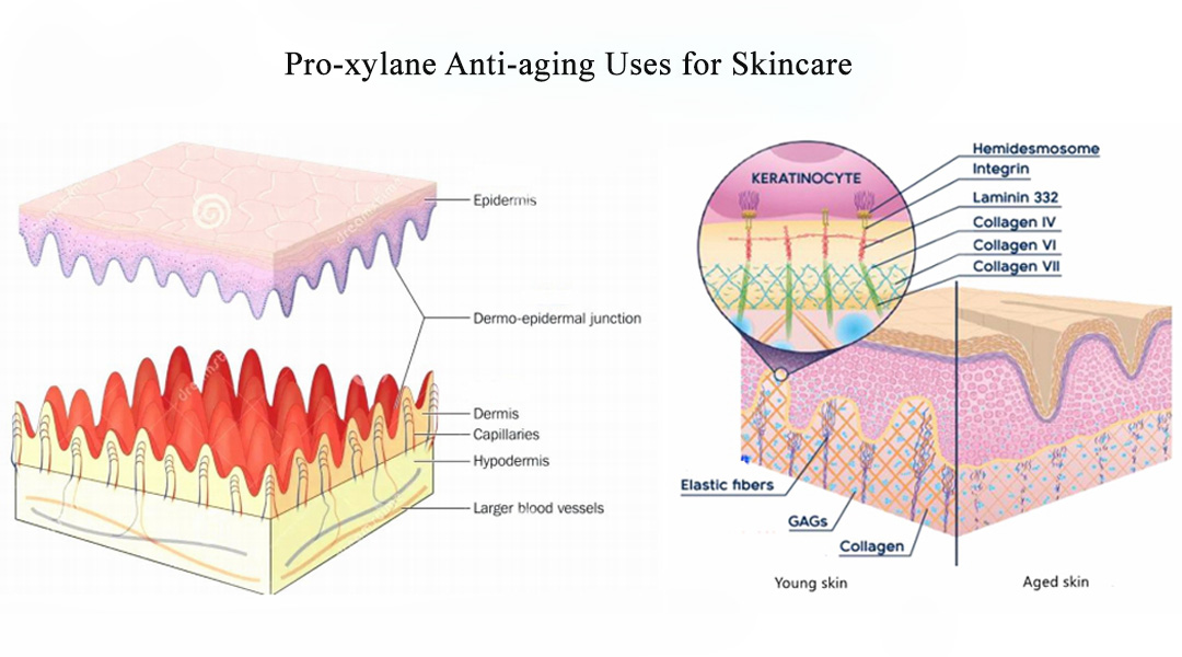 Pro-Xylane Anti-aging Users for Skincare