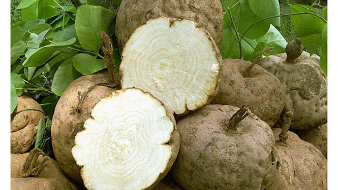 Pueraria Mirifica.jpg