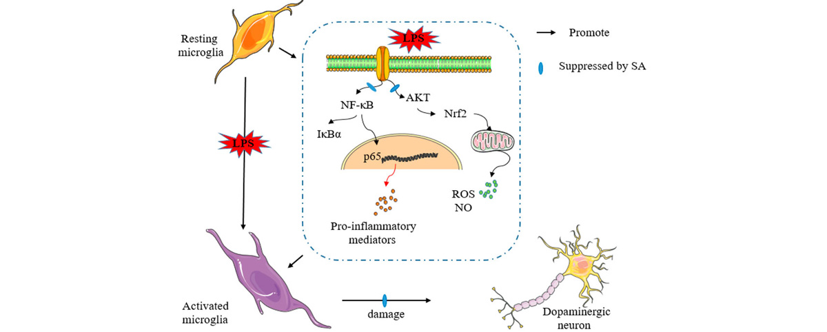 Shikimic acid can reduce chronic inflammation