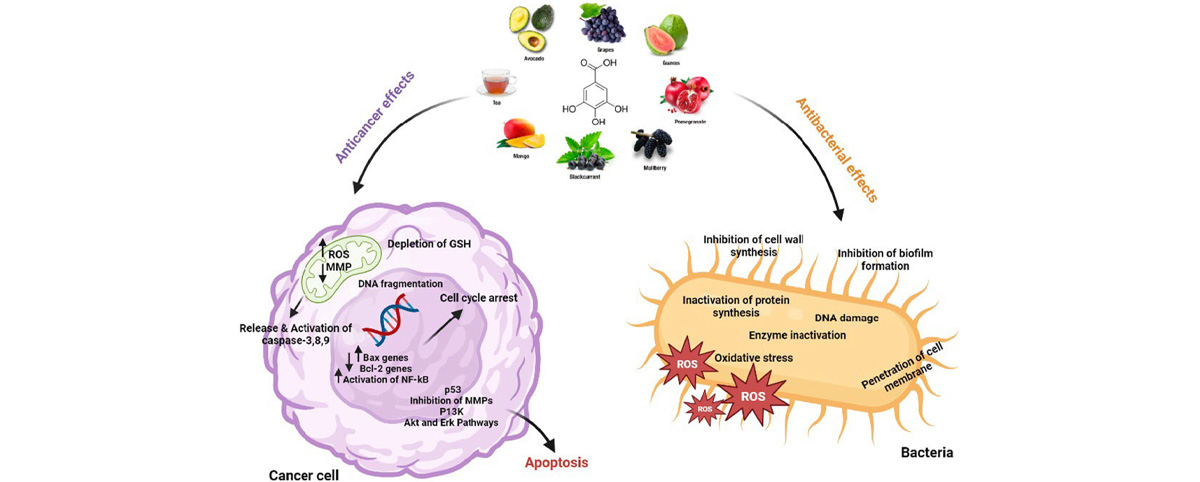 Studies have shown that Gallic Acid can inhibit certain cancer cells