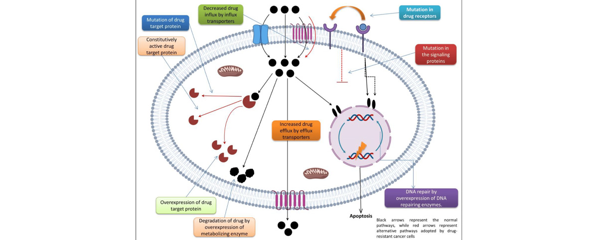 Studies suggest that tea polyphenols can inhibit the growth of cancer cells