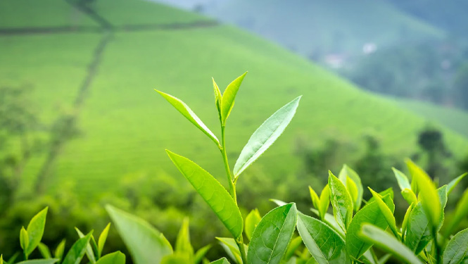 Tea polyphenols are compounds extracted from green tea.jpg