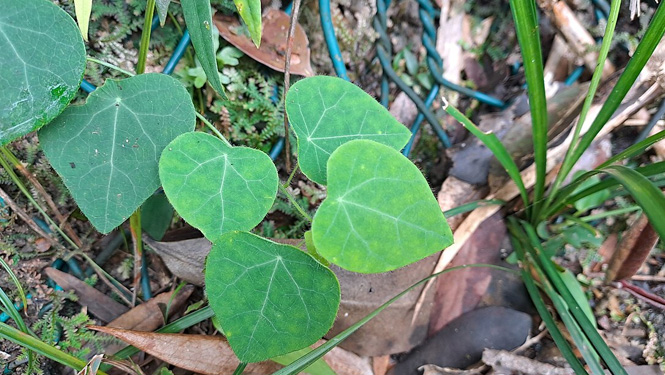Tetrandrine is mainly extracted from the dried roots of the plant Stephania tetrandra.jpg