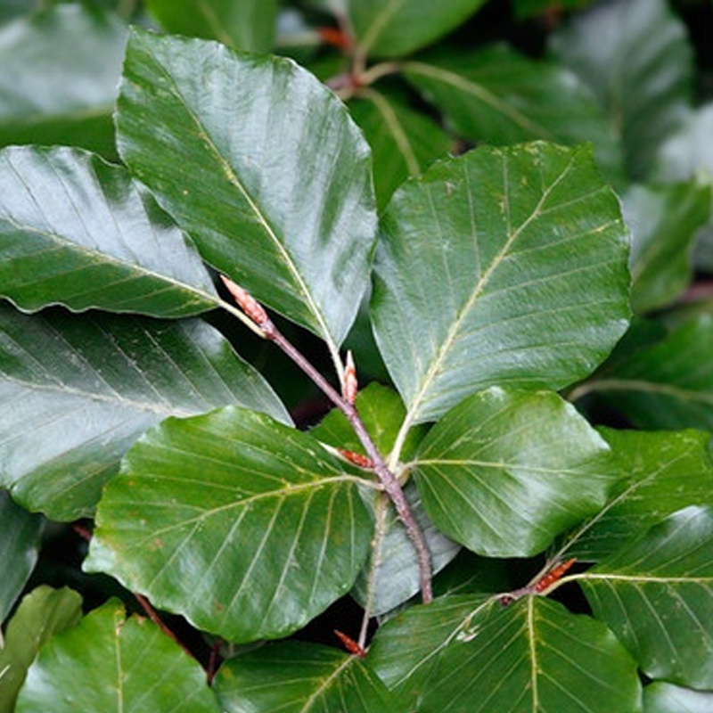 The Beech Wood Tree Extract Pro-Xylane Podwer