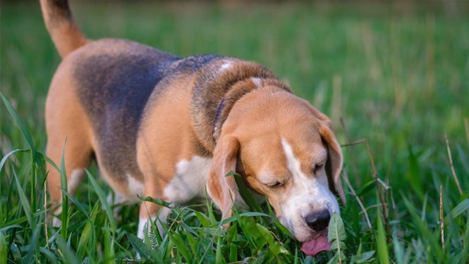 What are the effects of artemisinin for dogs