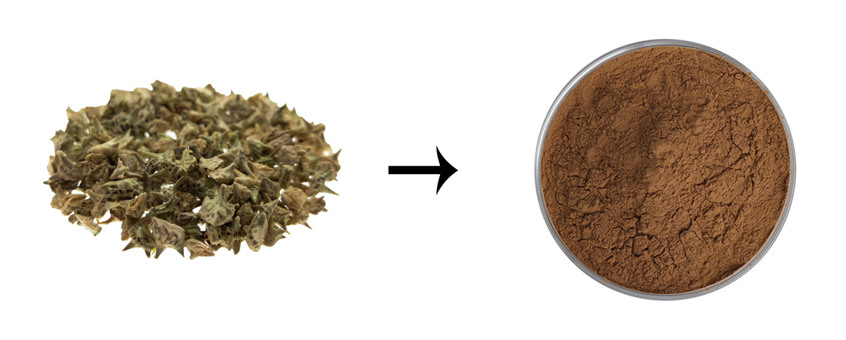 Tribulus terrestris seed extract powder