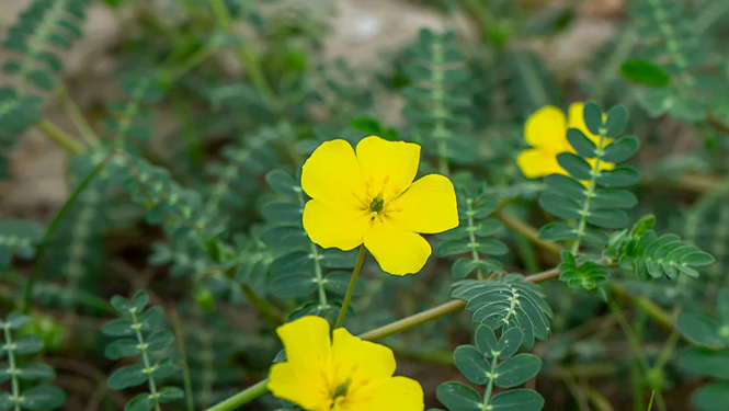 Tribulus terrestris.jpg