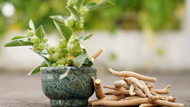 What are the Benefits of Ashwagandha Extract Withanolides