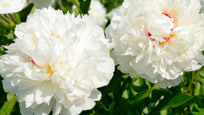 Paeoniflorin is a natural compound extracted from the roots of Paeonia albiflora pall.jpg