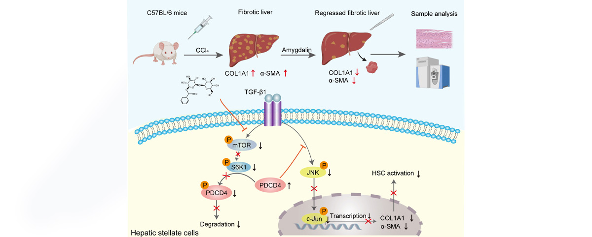 Amygdalin can improve liver function