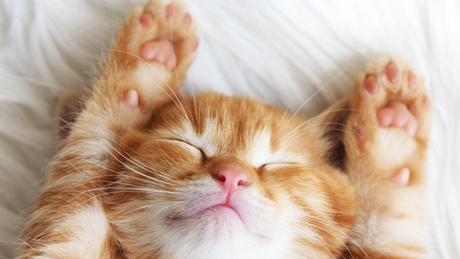How to Give Melatonin to Your Cat