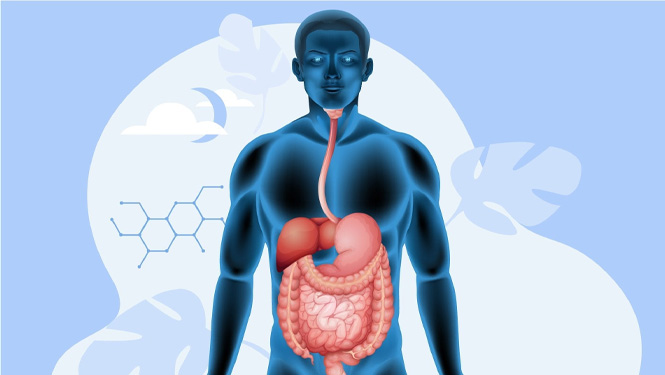 about berberine hydrochloride Dihydroberberine uptake