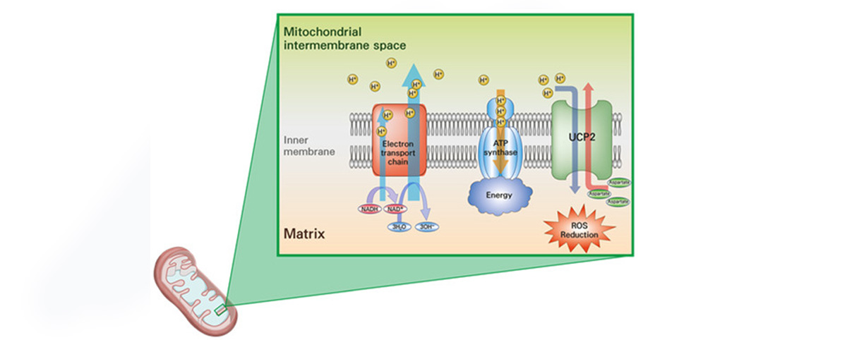 Genipin has anti-cancer properties