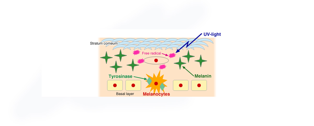 Alpha Arbutin can anti aging