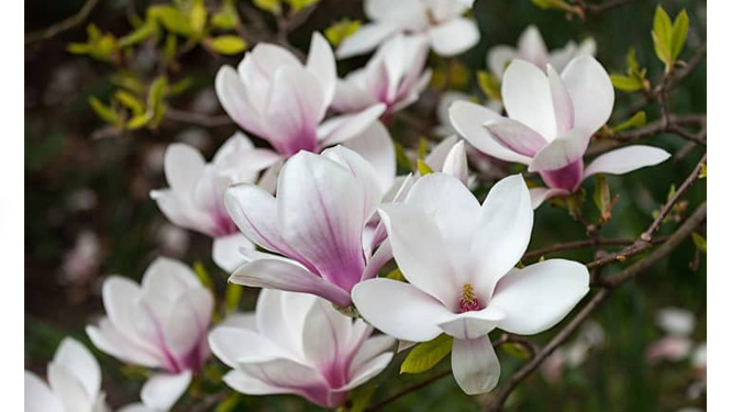 What are the benefits of magnolol supplements for treating cancer?