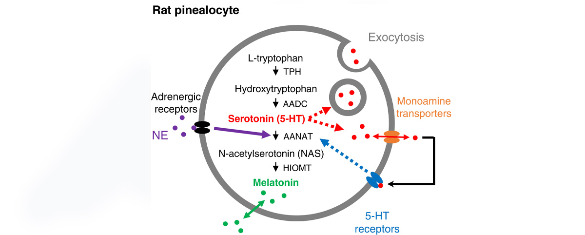 As a precursor to melatonin, 5-HTP helps regulate sleep cycles, improving insomnia and sleep quality