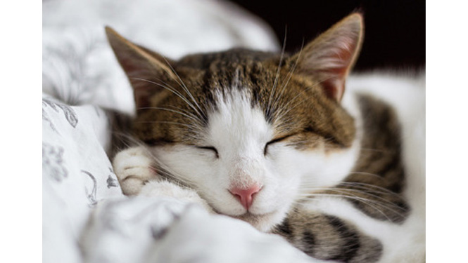 Best Melatonin Products for Cats 