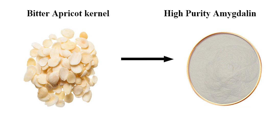 bitter apricot kernel