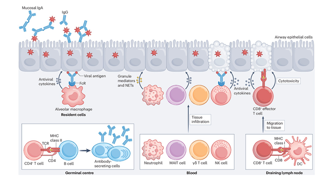 boost immunity