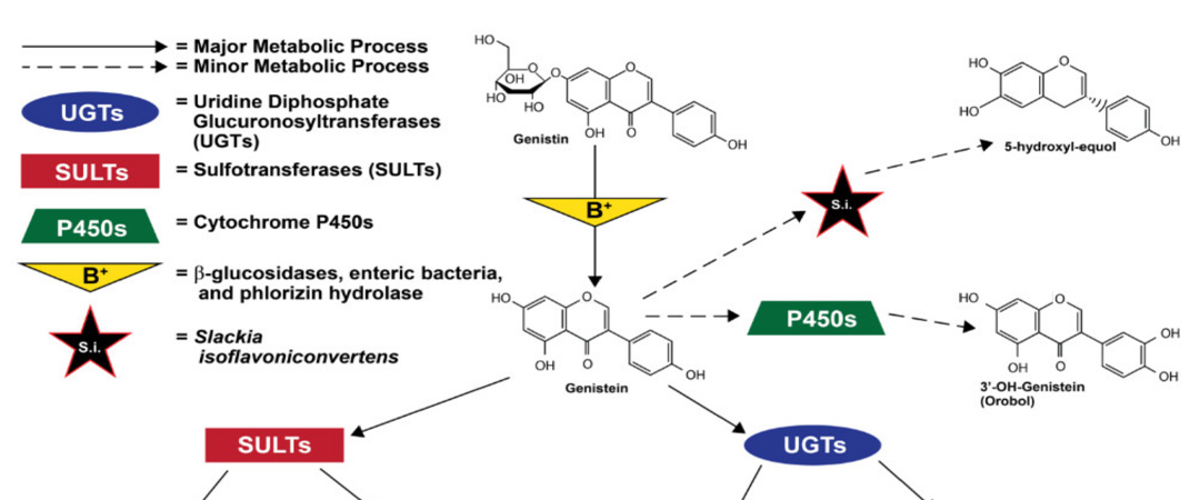 Bulk Genistein Powder Application
