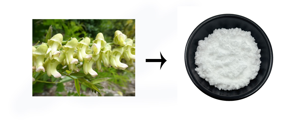 bulk Sophocarpine powder